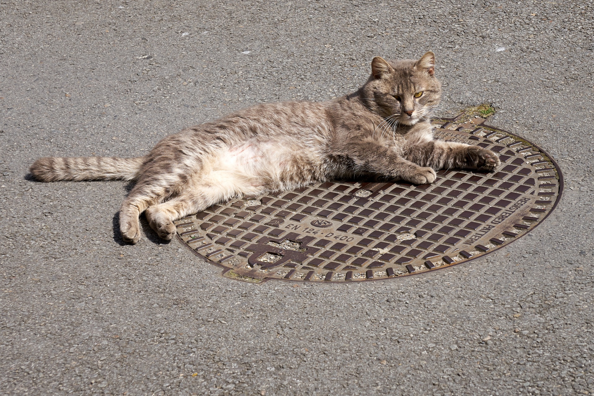 cat on sewer lid